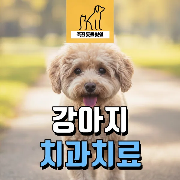 강아지 치조골 융해, 치근 농양 치료 2026년 최신 정보