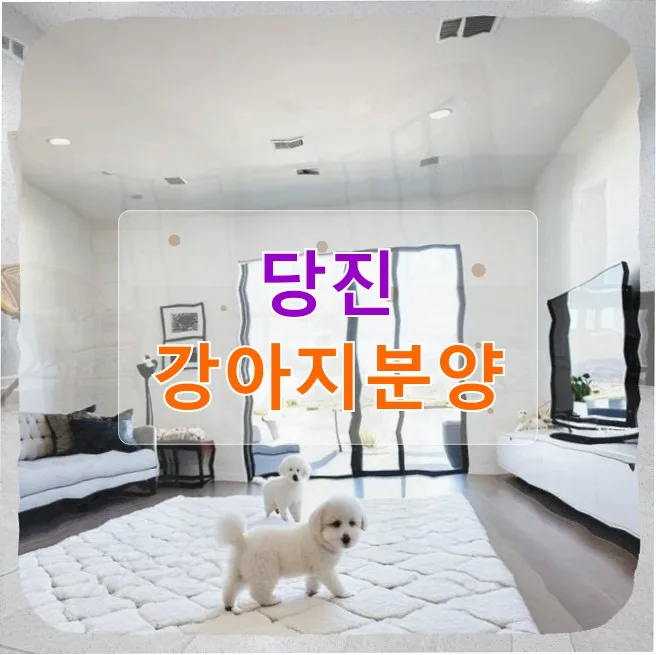 당진 래브라도 분리불안, 한 달 후 찾아온 시련과 해결책 2026