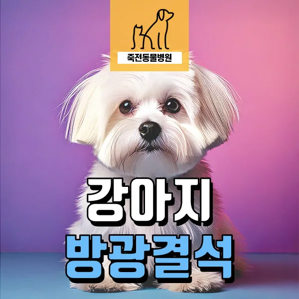 8살 강아지 건강검진: 방광결석·방광염 진단과 치료법 2026