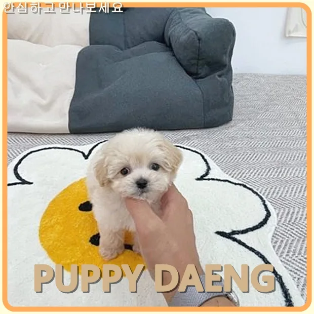 아산 미니 강아지 분양 2026: 처음 알아볼 때 꼭 확인해야 할 7가지