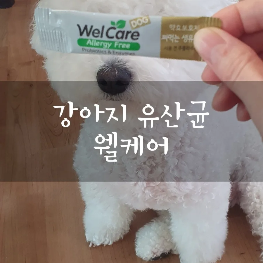 강아지 유산균 웰케어, 동물병원 추천템 2026년 후기