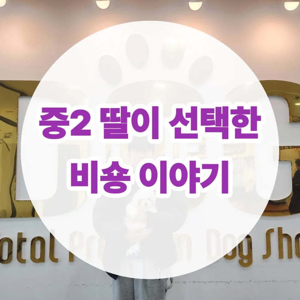 미니비숑 분양 2026: 눈물 관리와 짧은 다리, 건강한 성장 이야기