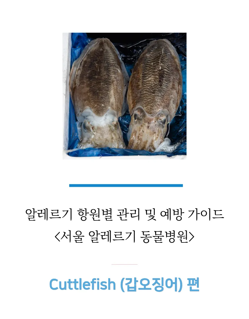 반려동물 갑오징어 급여, 알레르기 위험과 주의점 2026년 총정리