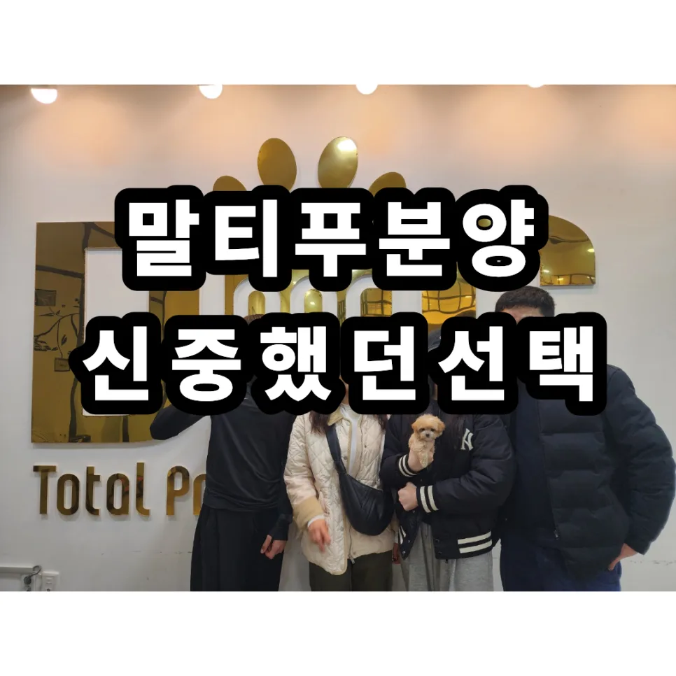 세종시 말티푸 분양 2026: 11년 경력 원독의 맞춤 상담 후기