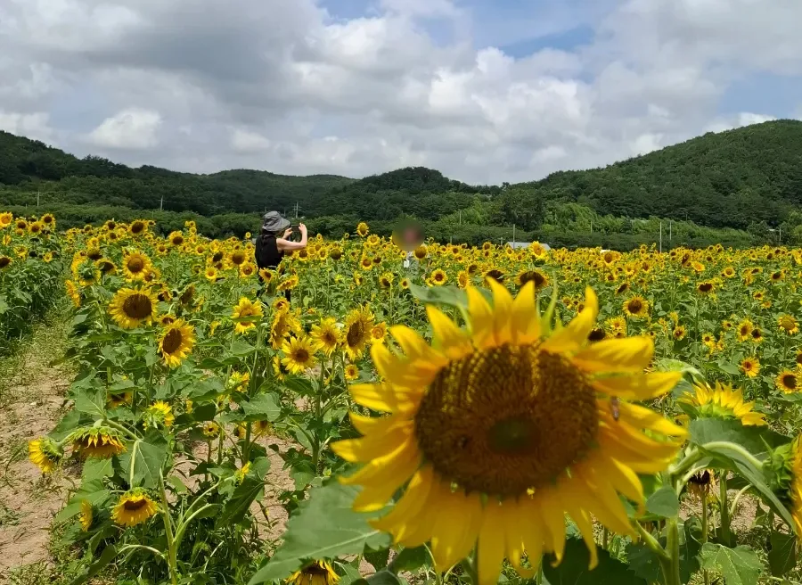 경주 해바라기 꽃밭, 2026년 방문 전 꼭 알아야 할 꿀팁 5가지 2