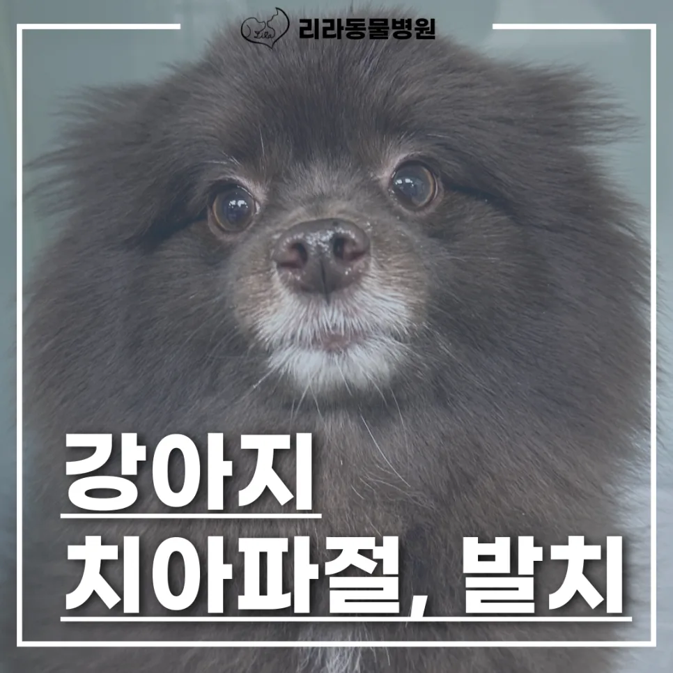 강아지 어금니 파절 발치, 2026년 최신 수술 사례 및 주의점