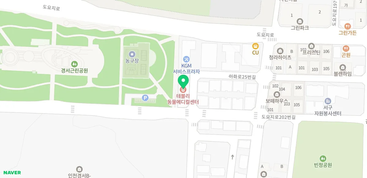 인천 강아지 분양, 테디럽에서 똑똑하게 입양하는 법 2026 2