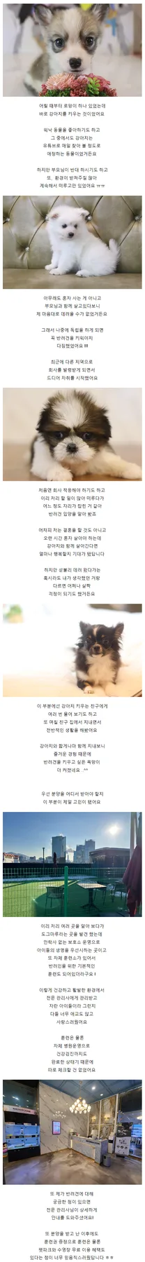 도그마루 애견분양 2026년 후기: 말티푸·비숑 입양 경험담 3