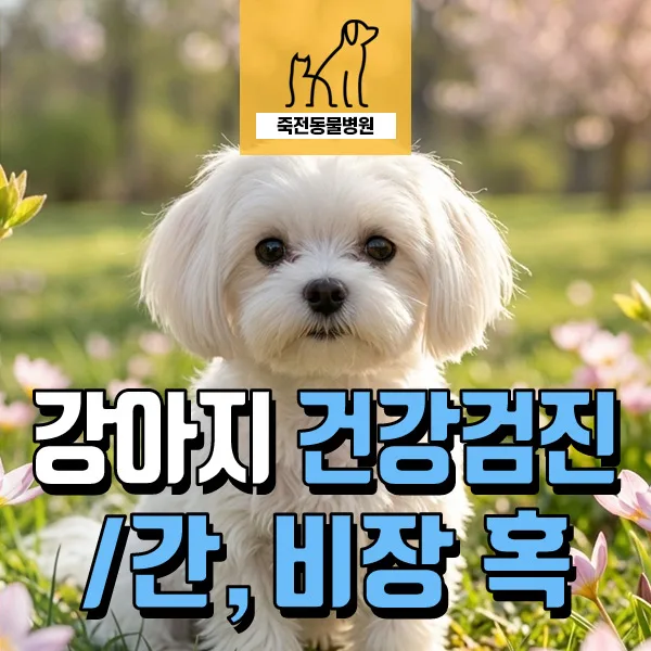 강아지 비만세포종 수술 후 관리: 간 결절, 비장 혹 검진 2026