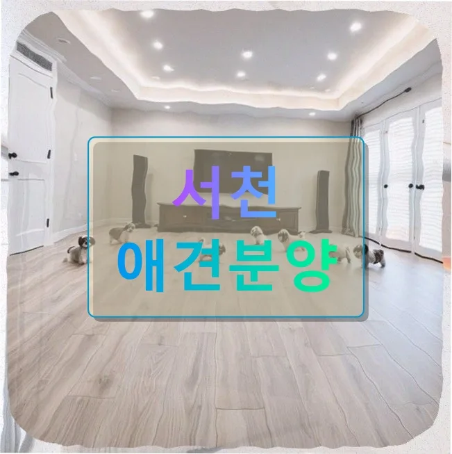 서천 애견분양: 초코와 함께하는 행복한 동행 2026년 후기