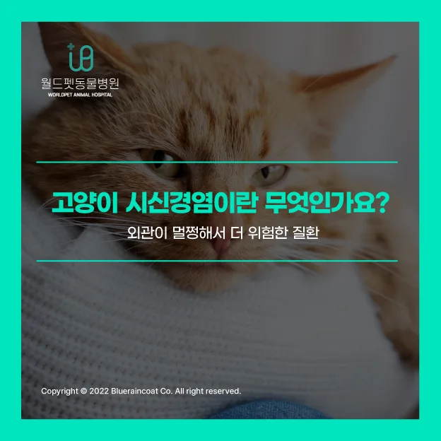 고양이 시신경염 증상과 원인: 2026년 최신 정보 총정리 2