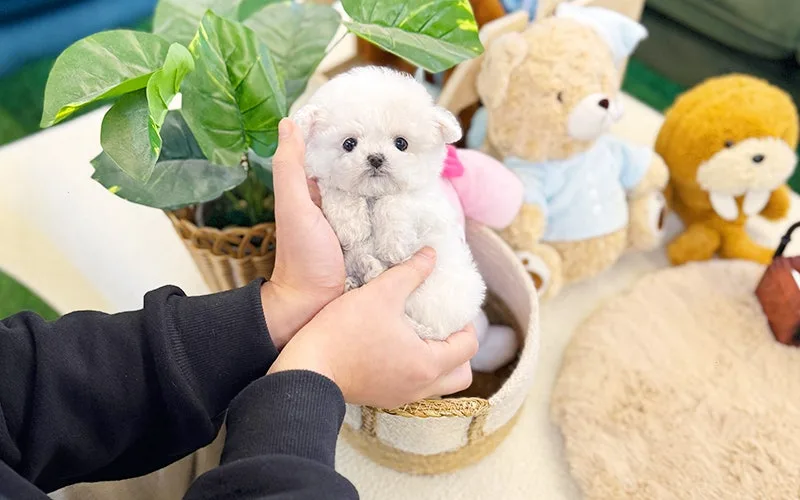 미니테디비숑 분양 2026: 건강하고 사랑스러운 반려견 찾는 법 2
