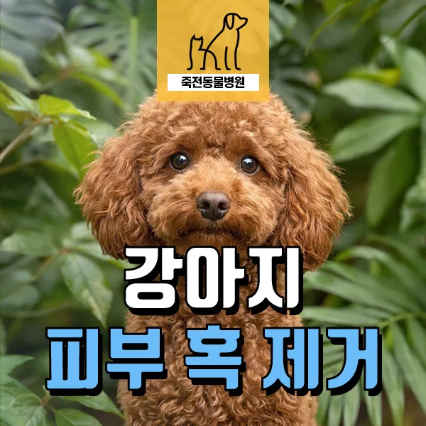 강아지 발목 혹, 피내 종양 제거 수술 2026년 최신 정보