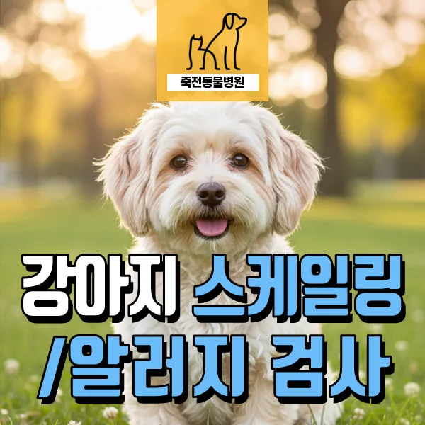 강아지 알러지 검사 및 스케일링: 눈물, 묽은 변 원인 찾기 2026