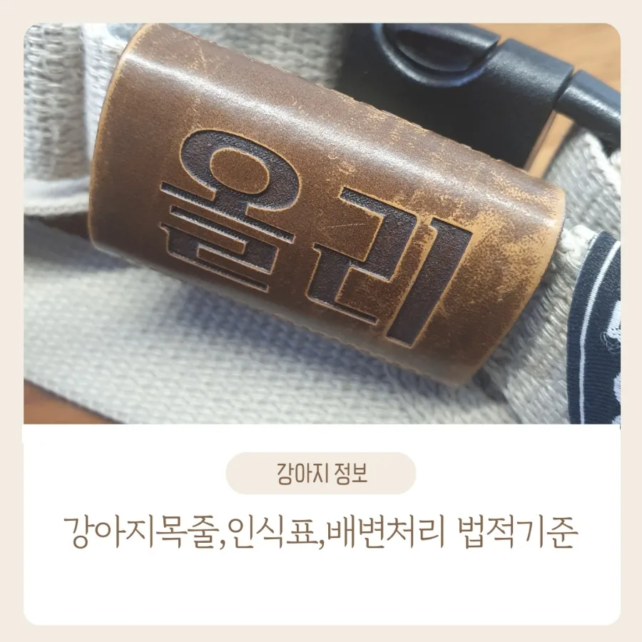 반려견 안전 조치 의무 2026: 목줄, 인식표, 배변 처리 법규 총정리