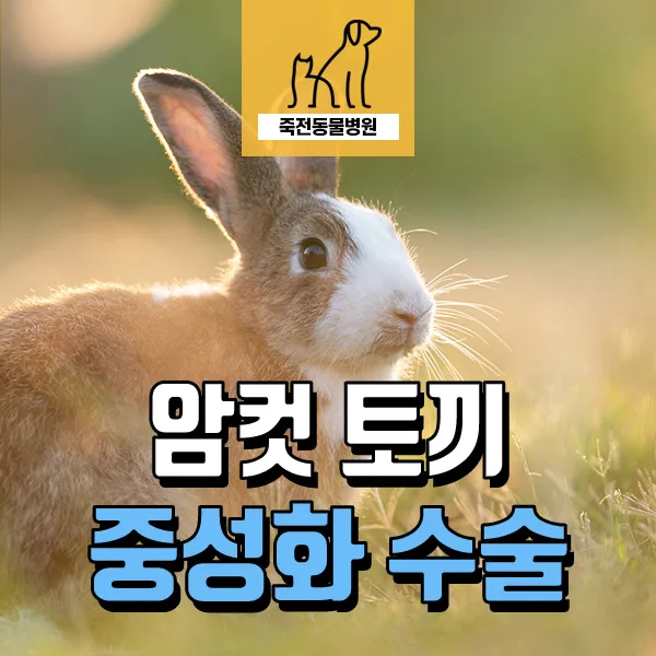 암컷 토끼 중성화, 왜 필요할까? 2026년 건강 수명 연장 가이드