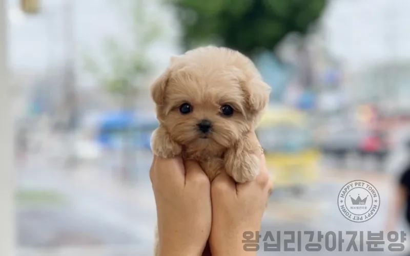 크림말티푸 분양 2026: 왕십리 최고 수준 강아지 찾는 법 2