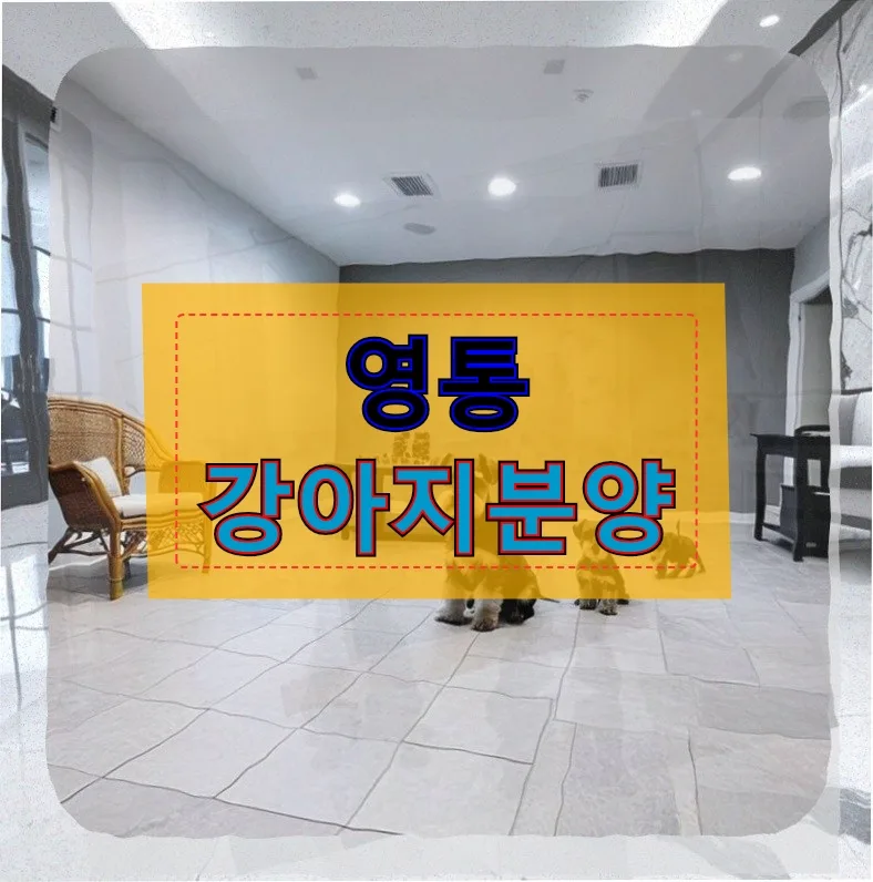영통 강아지 분양 후 1년, 전문가와 함께한 솔직 후기 2026