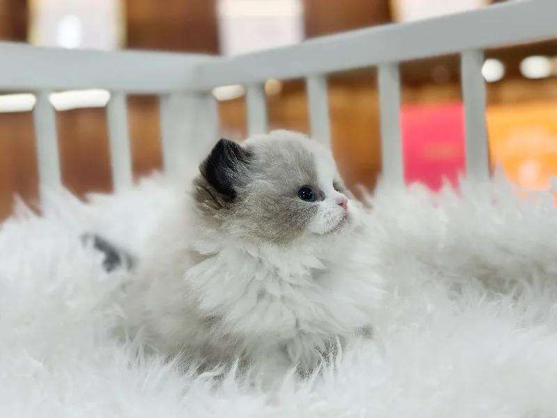 의왕 랙돌 고양이 분양, 2026년 최적의 선택 가이드 2