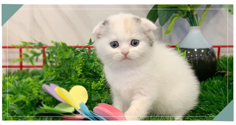 2026년 고양이 분양가 총정리: 199,000원으로 가능한 품종은?