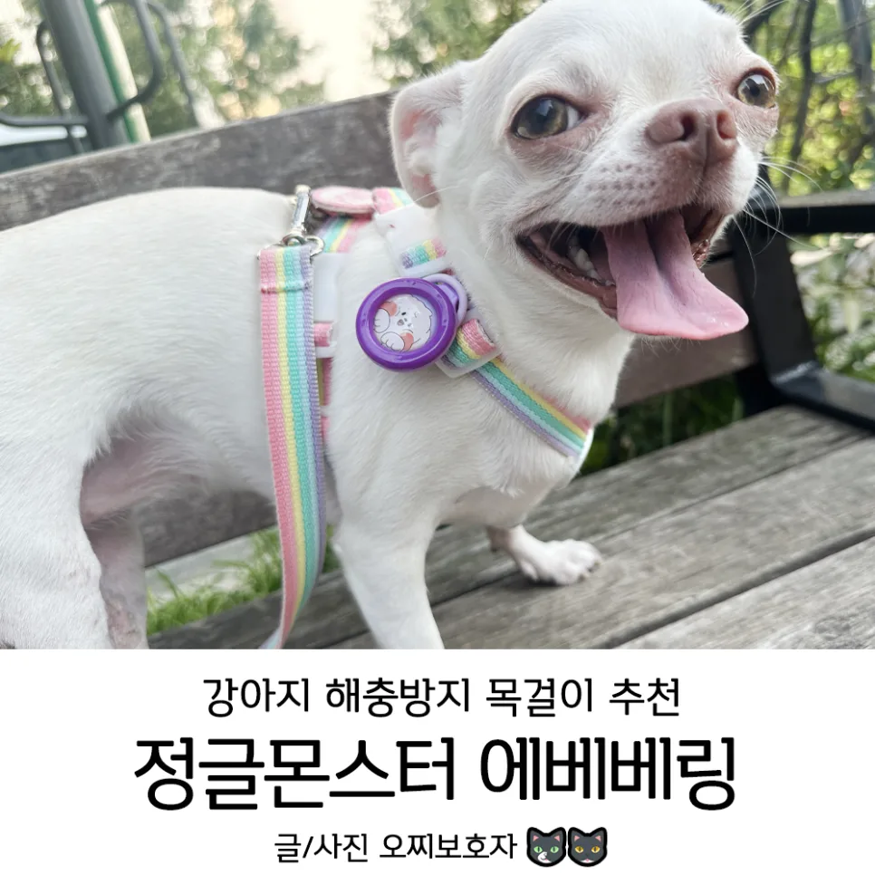 강아지 진드기 퇴치제 에베베링, 2026년 효과와 사용법 완벽 분석