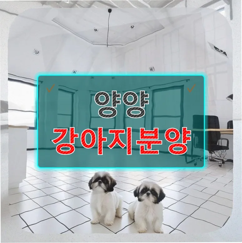 강아지 분양 후 현실 조언: 원룸 생활 6개월 차의 생생 후기 2026
