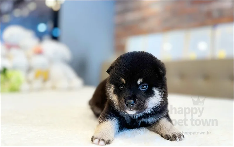 Shiba Inu Price 2026: Your Guide to Responsible Adoption 2