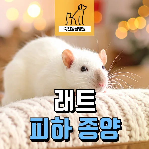 래트 피하 종양 제거 수술 2026: 혹 원인과 주의 증상 총정리
