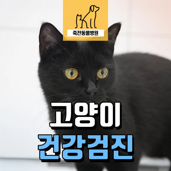 고양이 잦은 구토 원인과 대처법 2026: 수의사가 알려주는 건강검진 핵심