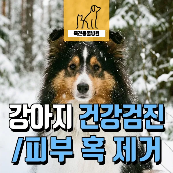 노령견 건강검진, 치과 수술, 피부 혹 제거 2026년 완벽 가이드