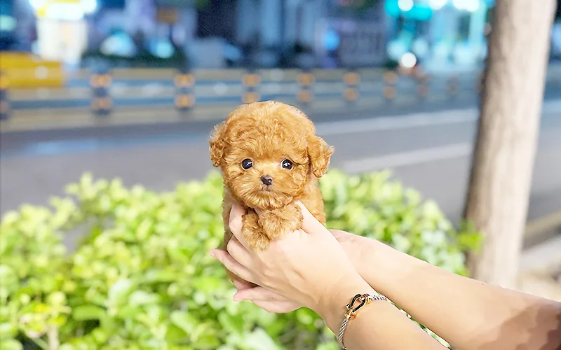 길동 강아지 분양 2026: 설레는 만남 위한 애견샵 선택 가이드 3
