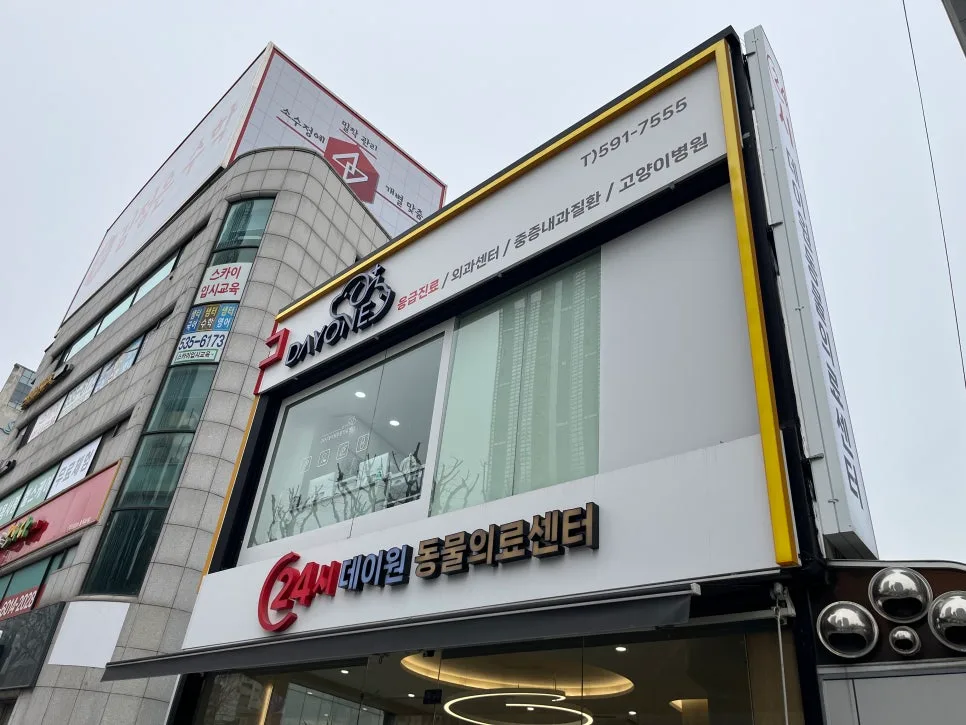 고양이 치주염 스케일링 2026: 사당 24시데이원동물의료센터 솔직 후기