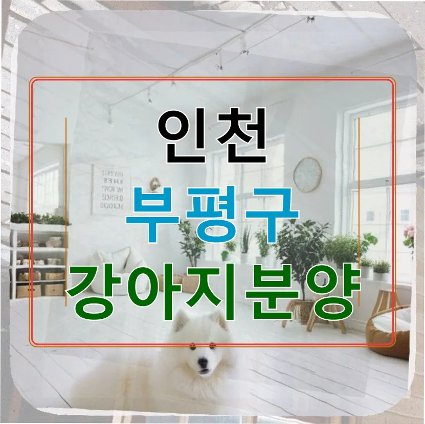 인천 푸들 분양 2026: 29세 직장인이 알려주는 브리더 선택 후기