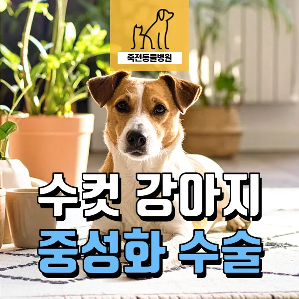수컷 강아지 중성화, 꼭 필요할까? 2026년 최신 가이드
