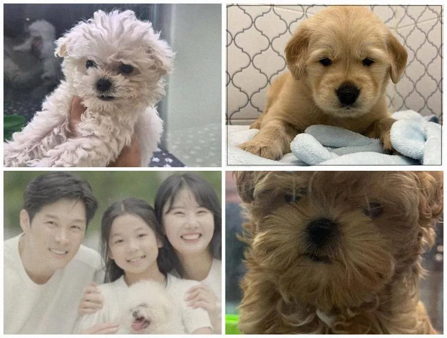 서울 강아지 분양, 2026년 우리 집 새 가족 찾는 완벽 가이드