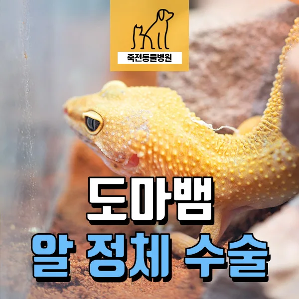 도마뱀 알 정체 2026: 증상, 원인, 수술까지 경험자 총정리