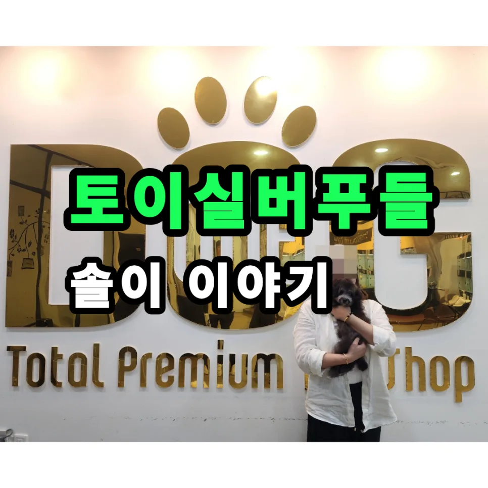 세종시 강아지 분양: 실버 토이푸들 '솔이' 입양 후기 2026 2