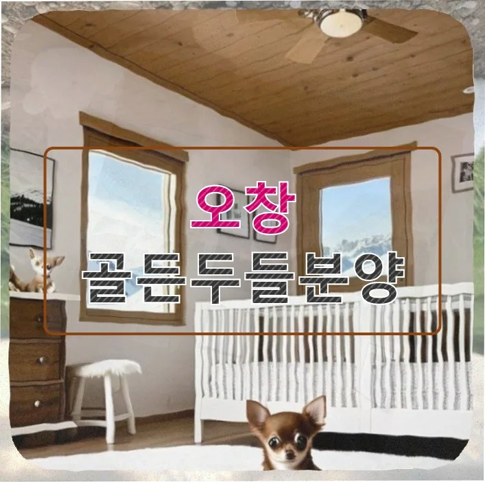 오창 골든두들 분양: 우리 가족에게 딱 맞는 반려견 찾는 법 2026