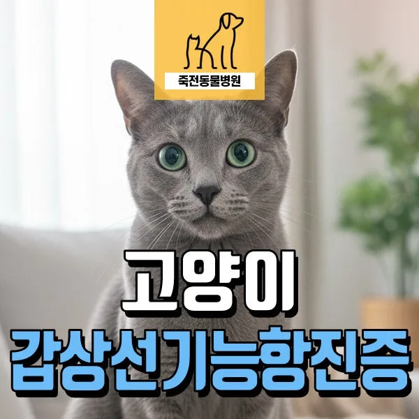 고양이 앞다리 절뚝임과 체중 감소, 갑상선기능항진증 원인 2026
