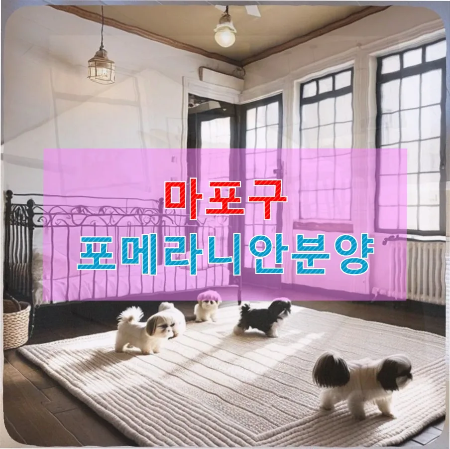 마포구 포메라니안 분양 2026: 여름방학 맞은 대학생의 반려견 입양기