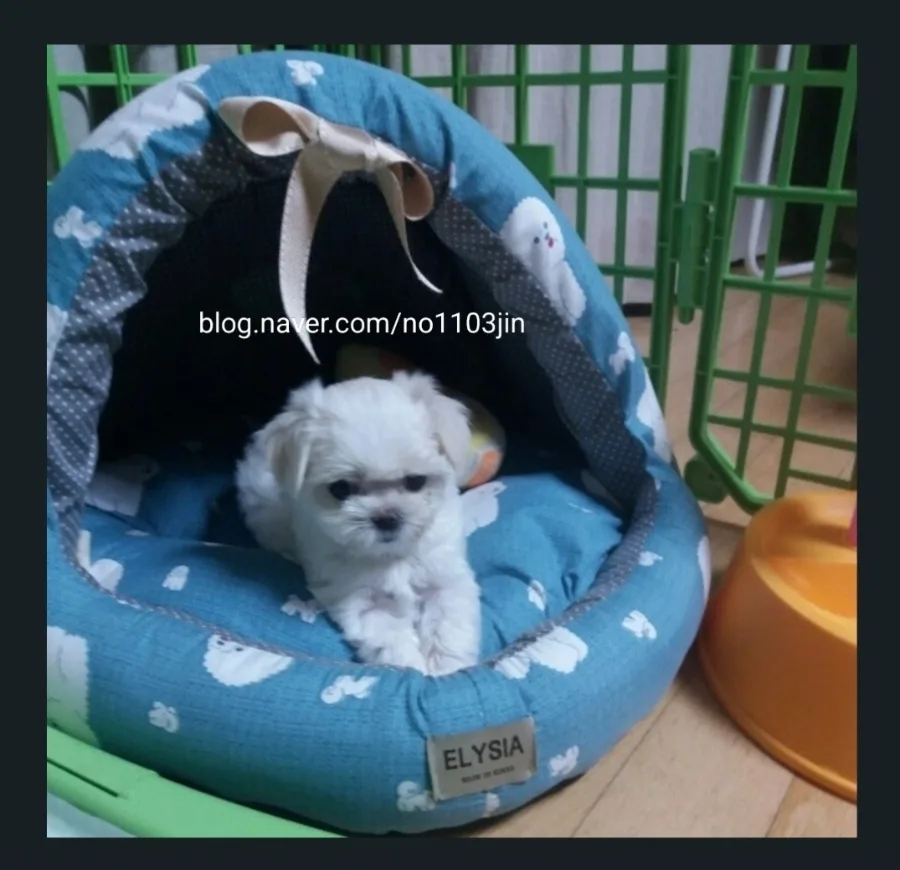 강아지 이물질 삼킴 사고, 펫보험으로 1주일간 투병 극복 2026