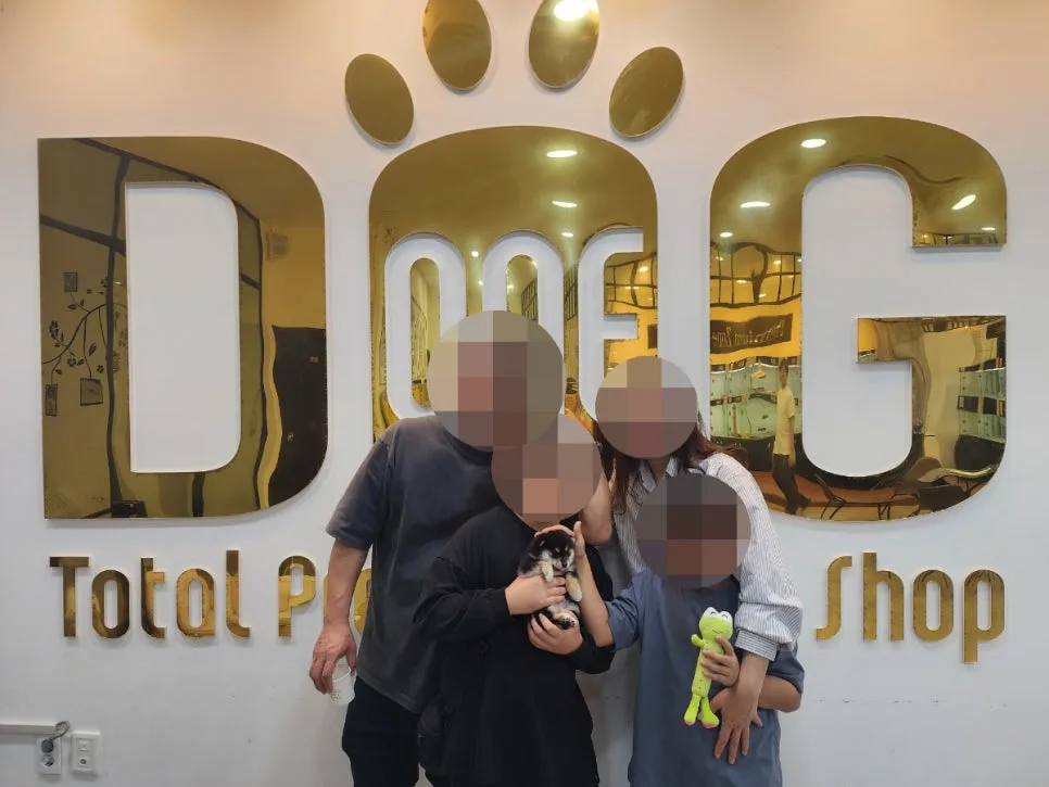 세종시 시바견 분양 2026: S급 블랙탄 입양 후기 및 주의사항 2