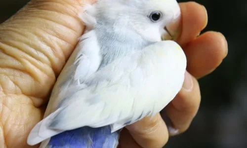 모란앵무 입양 2026: 홀로 계신 어머니 위한 새 친구 맞이 준비