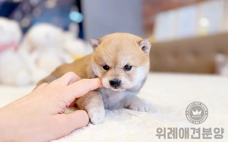 위례애견분양 2026년, 건강한 반려견 입양 절차 총정리 3
