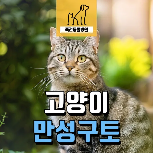 고양이 만성 구토, 사료 교체로 해결하는 방법 2026