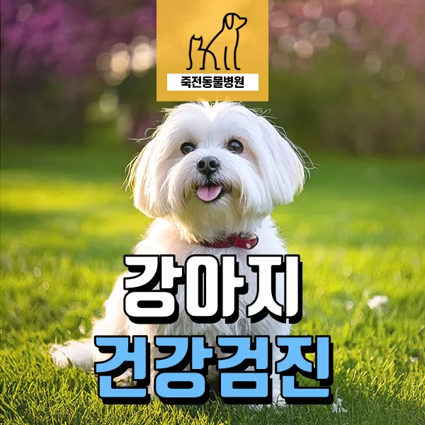 8살 강아지 건강검진, 노령견 관리 핵심 총정리 2026