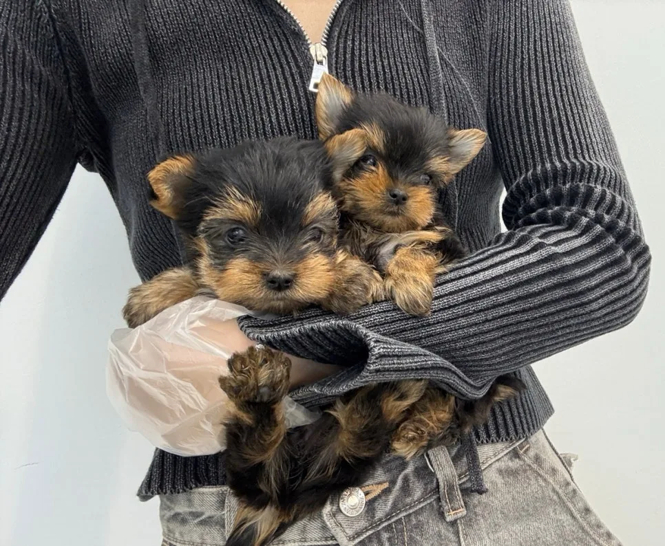 Yorkshire Terrier 2026: Smart Puppy Choice Guide 2
