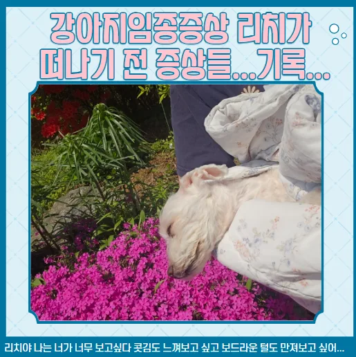 강아지 임종 전 행동과 펫로스 증후군 극복법 2026