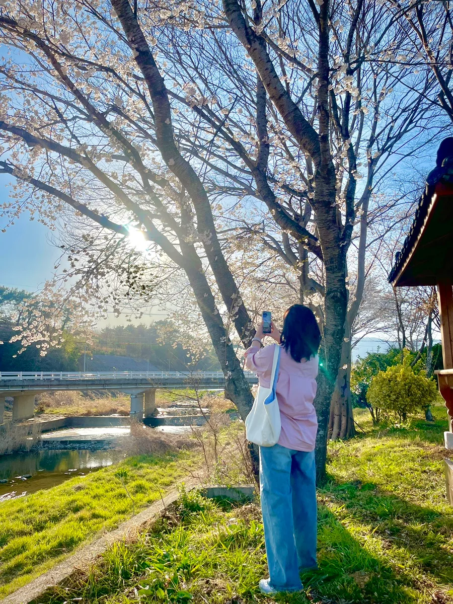 경남 고성 대평마을 벚꽃 명소 2026: 드라이브 코스 총정리