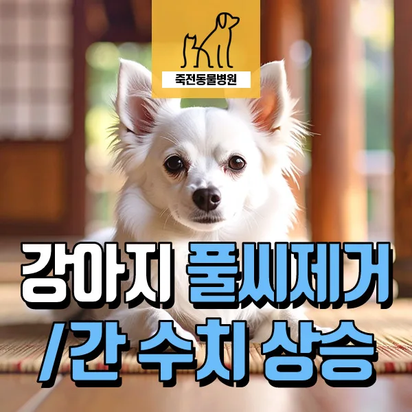 강아지 발가락 염증 반복 원인과 풀씨 제거 수술 2026년 최신 정보